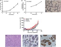 The in vitro and in vivo functional properties of IU-TAB-1. The growth... |  Download Scientific Diagram