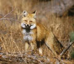 Check spelling or type a new query. Sierra Nevada Red Fox Wikipedia
