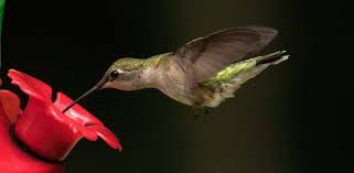 I know some people don't add the coloring, but my little hummer refuses to drink unless it is red. Jzzcw3ybeejjhm