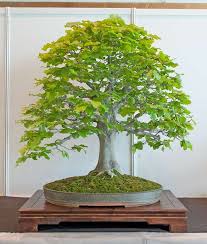 Fagus Sylvatica Bonsai Bonsai Tree Bonsai Bonsai Styles
