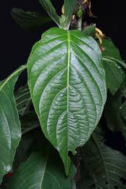 Image result for Justicia aurea