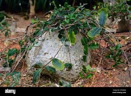 Image result for Fockea angustifolia