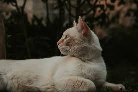 Jul 12, 2021 · for homes without air conditioning, we can still reduce the temperature on hot days by lowering the blinds during the hours of most sunlight. How To Keep Cats Cool In Summer Without Ac Born For Pets