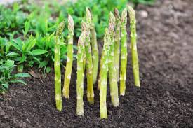 The most common asparagus plants material is paper. Asparagus Growing Calendar