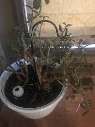 We did not find results for: Ask A Question Forum Jade Plant Dying Garden Org