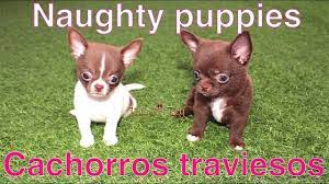 Pin En Chihuahua Videos