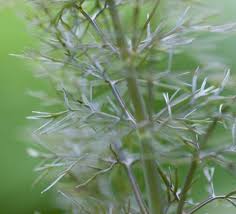 Image result for Foeniculum vulgare