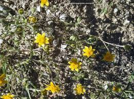 If space allows, several kinds of small trees provide variation in foliage texture, flowers and showy fruit. Central California Wildflowers A True Joy Of Springtime