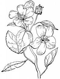 Durante la primavera un simpatico passatempo per i bambini è quello di colorare i fiorellini da stampare più belli e magari creare con i fiori da ritagliare simpatici lavoretti. 30 Disegni Da Colorare Per Infiorata Images Noe My Id