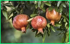 Jenis Tumbuhan Buah Tropis Yang Ada Di Indonesia Dunia Fauna Hewan Binatang Tumbuhan Tropis Buah Tanaman