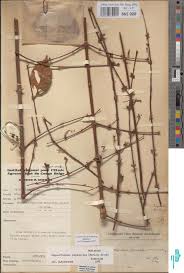 Image result for Argocoffeopsis