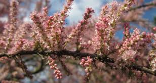 A stunning shrub for textural effect, featuring extremely fine and wispy Pruning Tamarisk Bakker Com