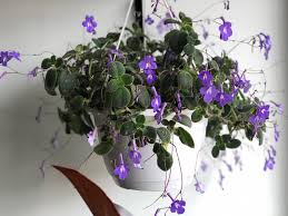 Image result for Streptocarpus saxorum