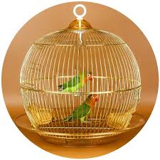 Adding a bird cage into the decor mix of a room is like adding the bohemian vibe, the victorian feel, or steampunk touch. Amazon Com Crates Kennels Golden Round Bird Cage Metal Cage Decorative Ornamental Cage Small Breeding Parrot Cage Outdoor Ornamental Bird Cage Color Gold Size 3838cm Pet Supplies