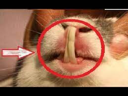 الطيور التي لديها المناقير الخفيفة الوزن بدلا. Ø­Ù„ Ù…Ø´ÙƒÙ„Ø© Ø·ÙˆÙ„ Ø§Ù„Ø§Ø³Ù†Ø§Ù† Ø¹Ù†Ø¯ Ø§Ù„Ø§Ø±Ø§Ù†Ø¨ 1 Taking Care For Long Rabbit Teeth Youtube