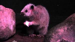 It is only found in luzon, the philippines. Riesenborkenratten Northern Luzon Giant Cloud Rats Youtube