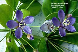 Image result for Zygophyllaceae