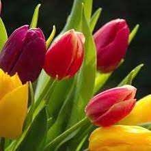 Tulipanes de flor sencilla y de flor doble. Tulipanes Colores Minimo 10 Flores Y Fresas