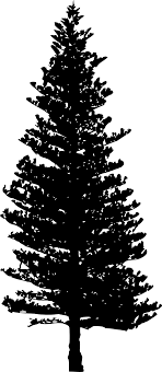 We did not find results for: Download Free Download Pine Tree Png Silhouette Full Size Png Image Pngkit