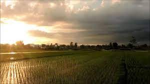 Pemandangan alam adalah tempat terindah yang di berikan oleh sang maha kuasa kepada makhluknya. Senja Di Tepi Sawah Sunset At Paddy Field Youtube