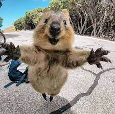 15 Photos That Prove Quokkas Are The Happiest Animals In The World Quokka Animal Cute Animals Happy Animals