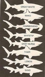 sharks different sharks chart more at art