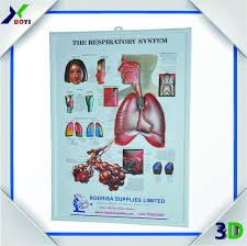 2017 3d Wall Anatomical Chart 3d Advertising Poster Buy 3d Advertising Poster Anatomical Chart 3d Advertising Poster 3d Wall Anatomical Chart 3d