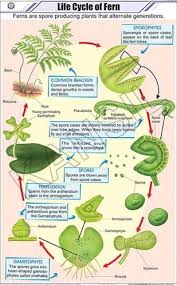 Life Cycle Of Fern For Botany Chart