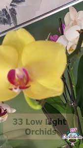 33 Best Low Light Orchids Top Recommended Orchids For Shade In 2021 Growing Orchids Orchids Indoor Orchids