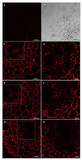 We did not find results for: Cells Free Full Text Plant Cell Wall Changes In Common Wheat Roots As A Result Of Their Interaction With Beneficial Fungi Of Trichoderma Html