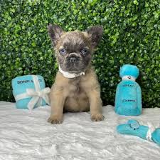 Contact us on 0491 333 353 to reserve your adorable new puppy! Dynamite Rare Fluffy French Bulldog Puppy With Blue Eyes Tiny Paws