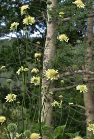 Image result for Cephalaria pungens