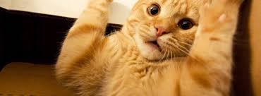 Awwwhhhss 3 Komik Hayvan Fotograflari Kedi Esprileri Komik Hayvan