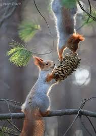 Collecting Food Pixdaus Cute Squirrel Cute Animals Nature Animals
