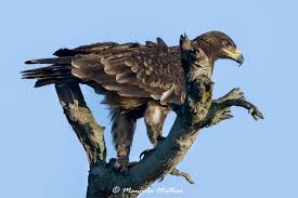Why greater spotted eagle still in Tamil Nadu?