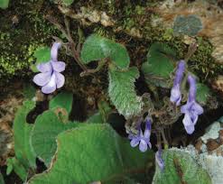 Image result for Streptocarpus solenanthus × eylesii