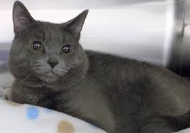 Cat adoptions directly from the current owner or shelter. Cats And Kittens For Adoption School Of Health Community Studies