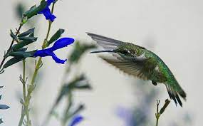 Some are very good at preventing bees and some would be better labeled as bee feeders. To Attract Hummingbirds You Need Flowers Laidback Gardener
