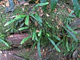 Image result for Grammitis