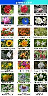 Ranunculus shares its name with the bulbous buttercup flower; Flowers Name In Odia Flowers Name Image List In Oriya