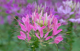 Image result for Cleome