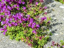 Bodendecker thymian ist ein anderer name für den sandthymian. Begehbare Bodendecker Als Rasenersatz 10 Geeignete Pflanzen