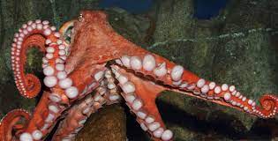Monterey Bay Aquarium Giant Pacific Octopus Octopus Monterey Bay Aquarium