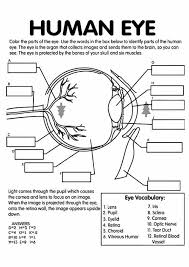 Click to download a printable sheet. Free Anatomy Coloring Pages Homeschool Giveaways