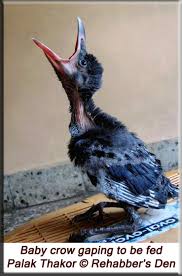 Rehabber S Den Hand Rearing And Rehabilitation Of Corvids House Crow And Jungle Crow