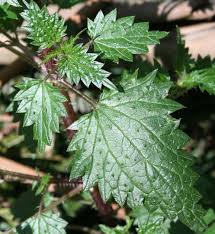Image result for Urtica