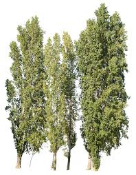 Image result for Populus