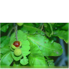 Image result for Pappea capensis