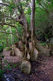 Image result for Heritiera