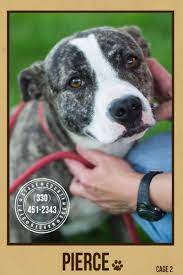 Pierce Founfd In Stark County Ohio Stark Co Dog Warden Dept Canton Ohio No Kill Animal Shelter Stark County Ohio Find Pets